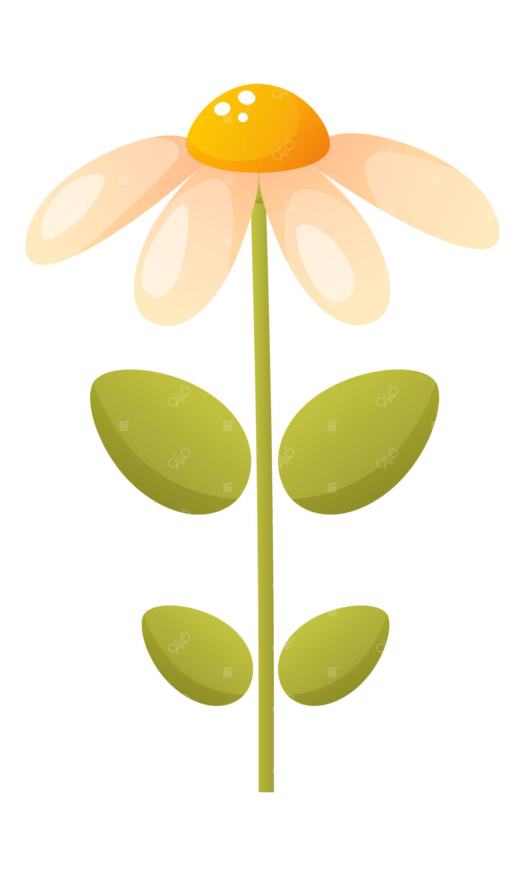 یک گل بابونه سفید و لطیف: شکوفه دهی در بهار و تابستان، طراحی گل، گیاه زینتی باغ. وکتور گل مناسب برای استیکرها، اسکرپ‌بوکینگ، کارت‌ها، پوستر و بنر.