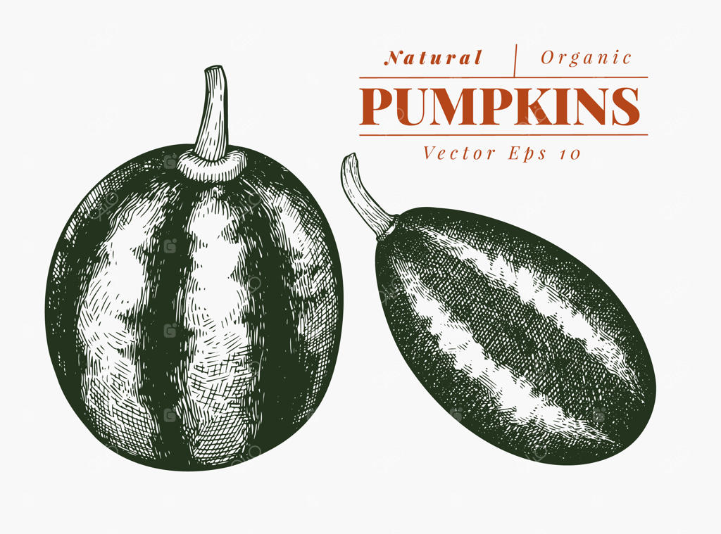 مجموعه‌ای از تصاویر کدو تنبل: نقاشی دستی از سبزیجات، سبک حکاکی برای هالووین یا روز شکرگزاری