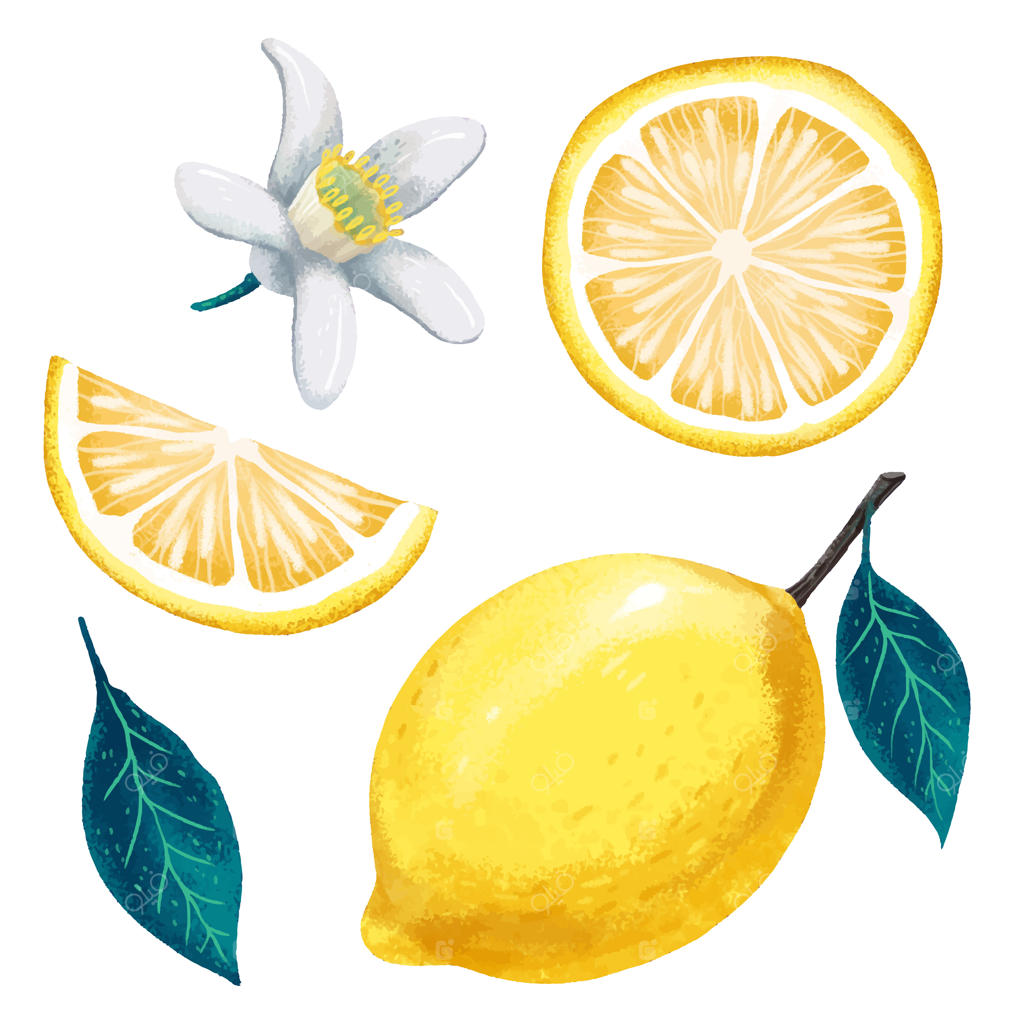 تصویر زنده لیمو، برگ لیمو، گل لیمو، برش لیمو و برش لیمو، طراحی مدرن