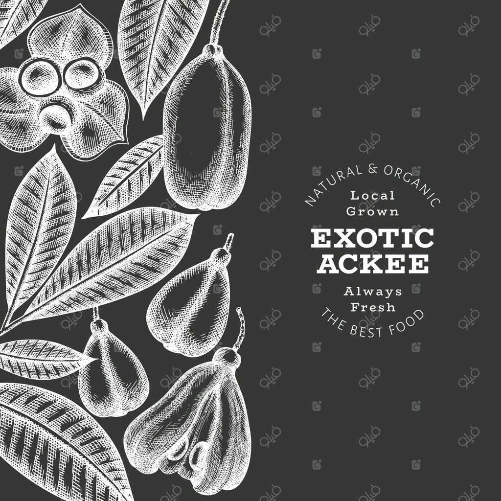 طرح دستی به سبک اسکچ: بنر آکی، غذای ارگانیک تازه با تصویرسازی وکتور روی تخته گچی، قالب طراحی میوه‌های استوایی کلاسیک؛ پس‌زمینه گیاهی به سبک حکاکی.