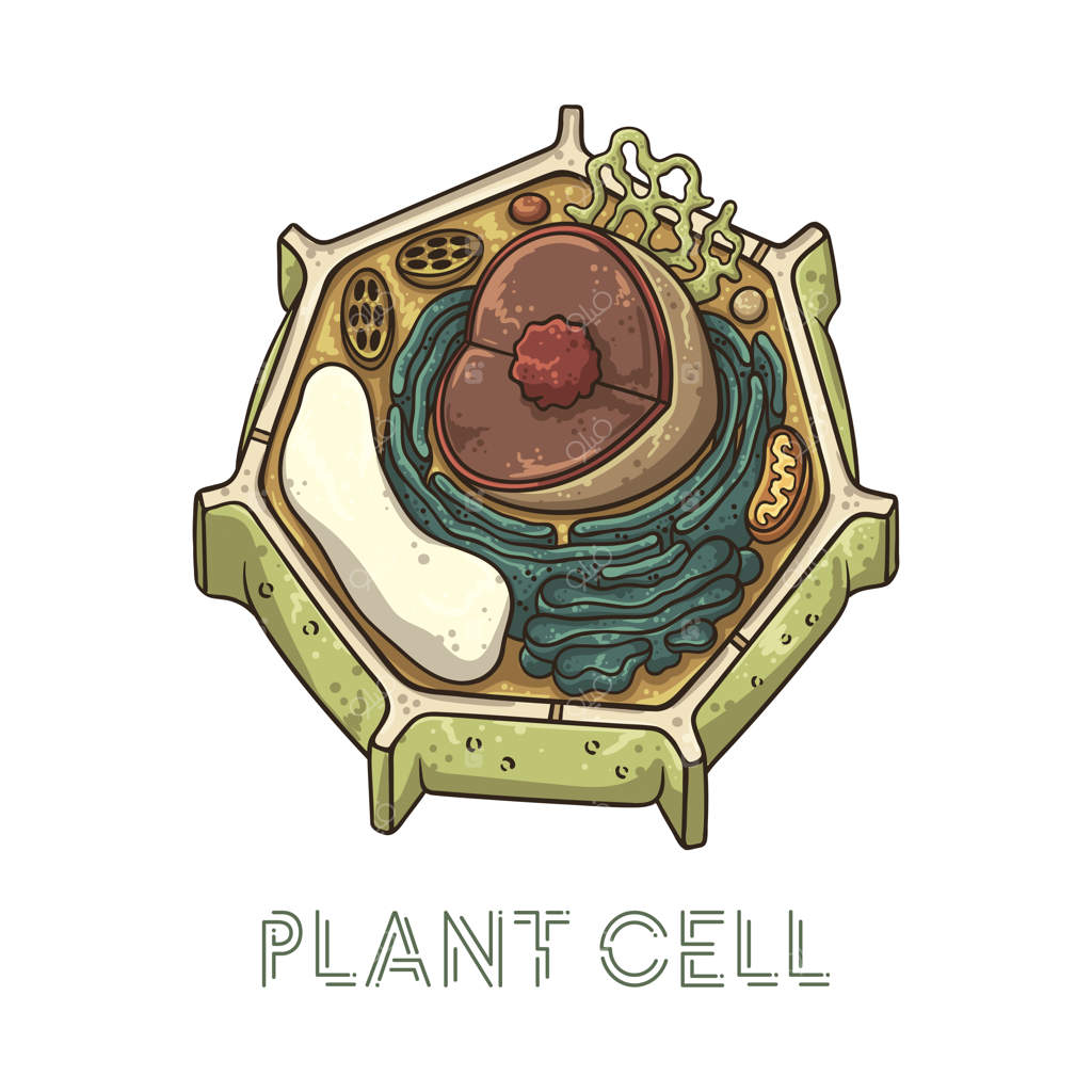 طرح‌های وکتوری: ساختار شماتیک سلول گیاهی.
