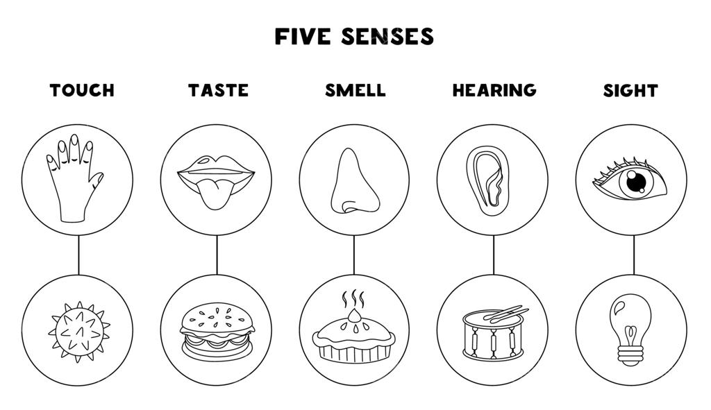 تصویر اندام‌های پنجگانه حسی: بینایی، شنوایی، چشایی، لامسه، بویایی. کاربرگ سیاه و سفید.