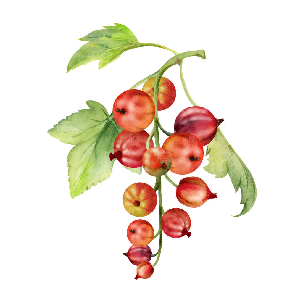 خوشه‌های گیاه انگور فرنگی با برگ‌ها، توت‌های رسیده از باغ، کاسلا، انگور فرنگی و جوزبری، آبرنگ نقاشی شده با دست. تصویرسازی گیاهی. کتاب آشپزی خانگی و فروشگاه مواد غذایی