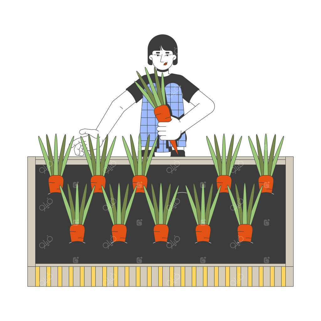 زنی آسیایی در حال برداشت هویج از باغچه مرتفع - کاراکتر کارتونی دو بعدی. کشاورزی پایدار. زن کره‌ای در حال رسیدگی به سبزیجات ریشه‌ای، تصویرسازی رنگارنگ روی زمینه سفید.