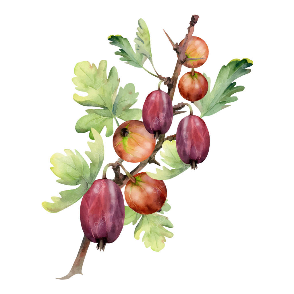 انگور فرنگی و کشمش بر روی شاخه‌های خاردار با برگ‌، توت‌های رسیده باغ جِنگی، کاسیل. تصویرسازی گیاهی مجزا به سبک آبرنگ دست‌کشیده. کتاب آشپزی برای حفظ میوه‌ها در خانه و لوازم‌التحریر فروشگاه مواد غذایی.