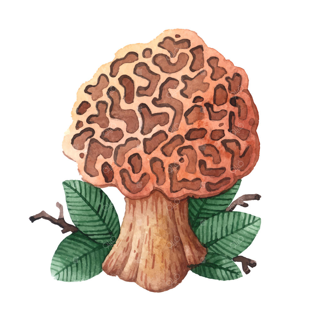 نقاشی قارچ با آبرنگ.