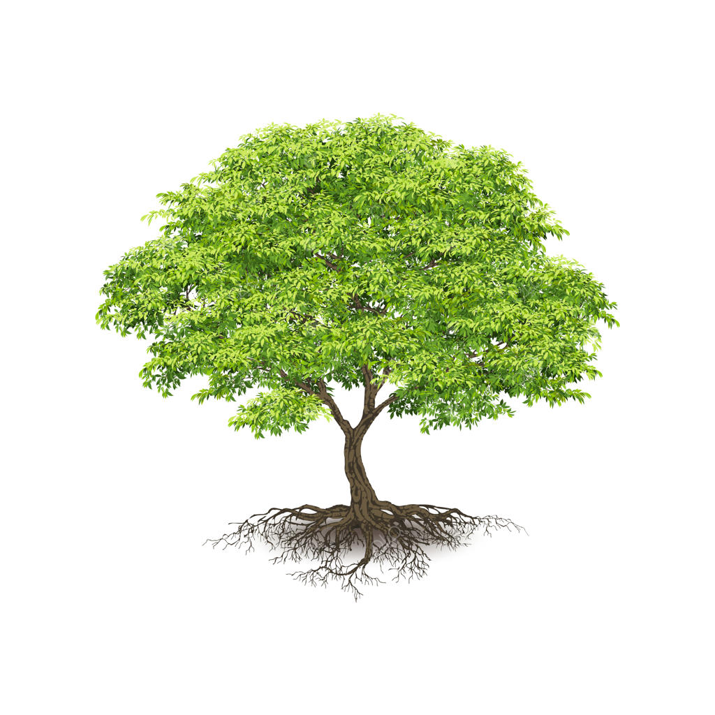 درختان واقعی بر روی پس‌زمینه سفید