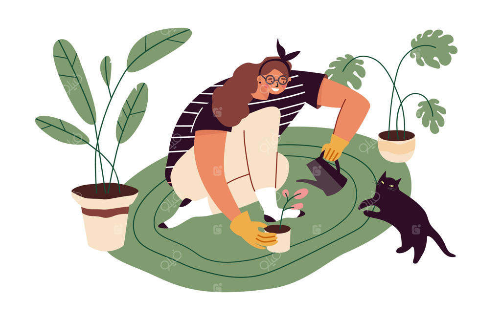 زن جوان و خوشحال در حال آبیاری گیاهان خانگی آپارتمانی خود در اوقات فراغت - علاقه‌مند به پرورش گیاهان، سرگرمی باغبانی و کاشت گیاه در خانه - تصویر برداری تخت بر روی پس زمینه سفید