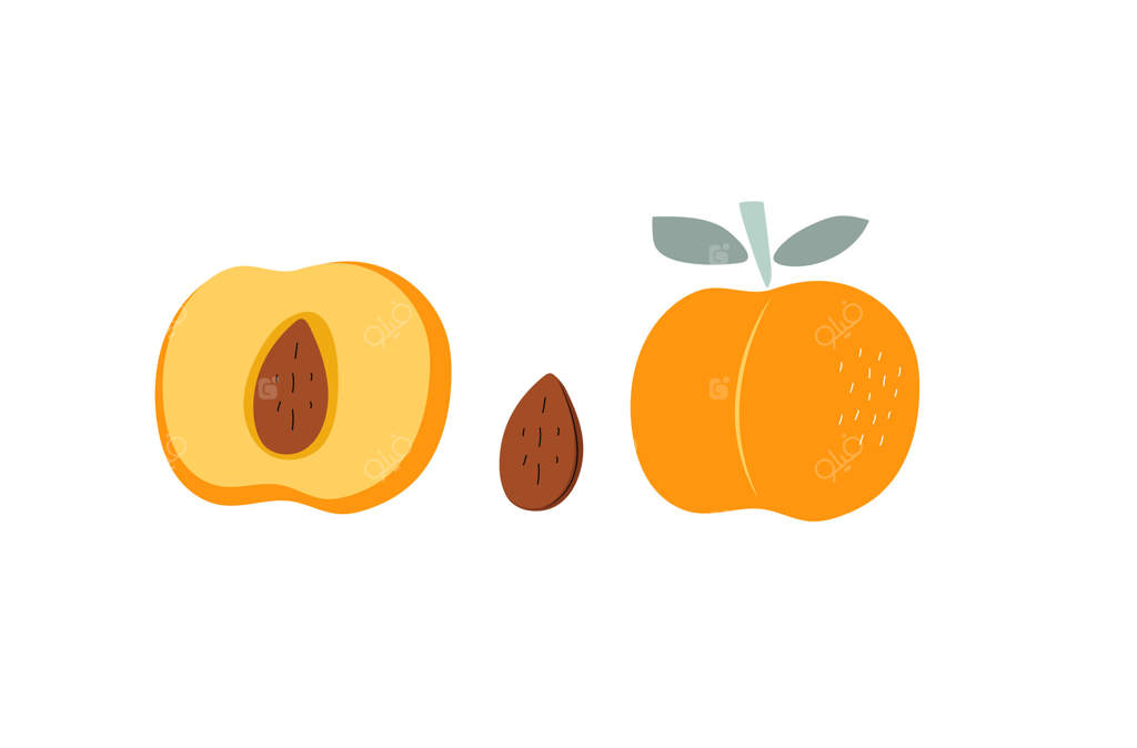 هلو، برش‌های زردآلو و میوه کامل. میوه‌های ساده و انتزاعی با برگ و هسته. غذای گیاهی طبیعی ویتامینه، محصول باغ، برداشت. تصویرسازی رنگی و تخت. پس‌زمینه سفید مجزا.