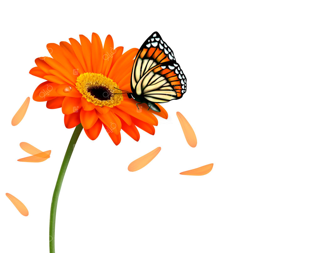 پس‌زمینه گل زیبا و پروانه