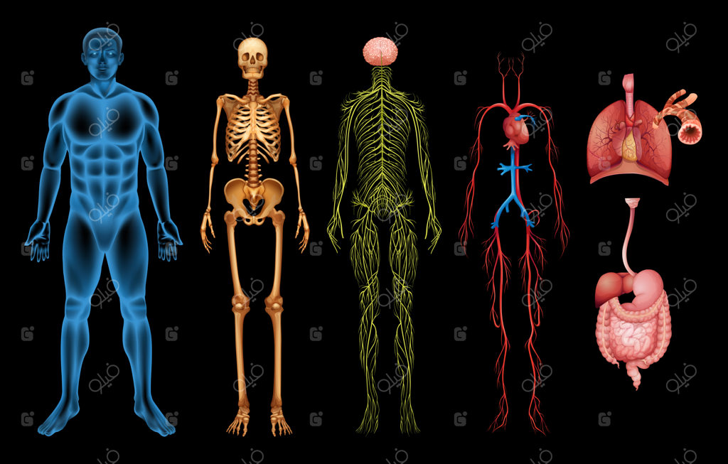 دستگاه‌های بدن انسان