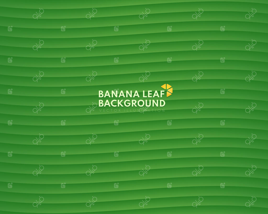 بافت پس‌زمینه برگ سبز موز. عنصر طراحی میوه‌های گرمسیری تایلند. پترن موج انتزاعی سبز. مناسب برای قالب جلد، پوستر، بنر وب و بروشور. تصویرسازی وکتور