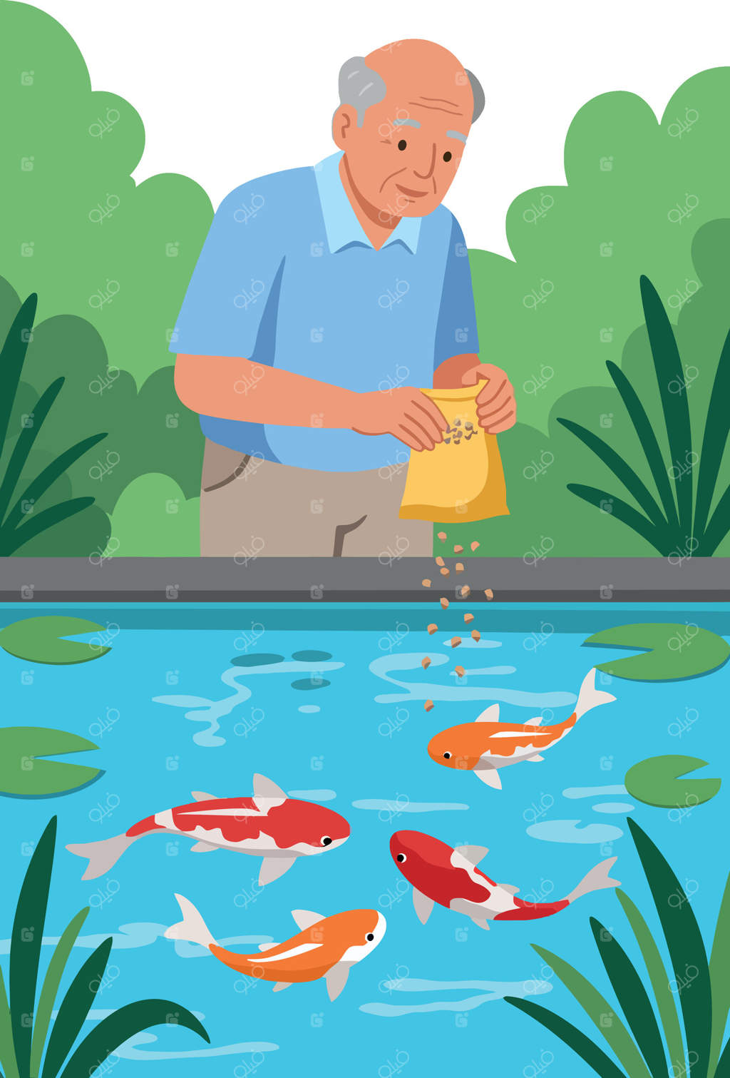 تصویر مرد سالمند در حال غذا دادن به ماهی‌های کوی رنگارنگ در باغ حوض بیرونی