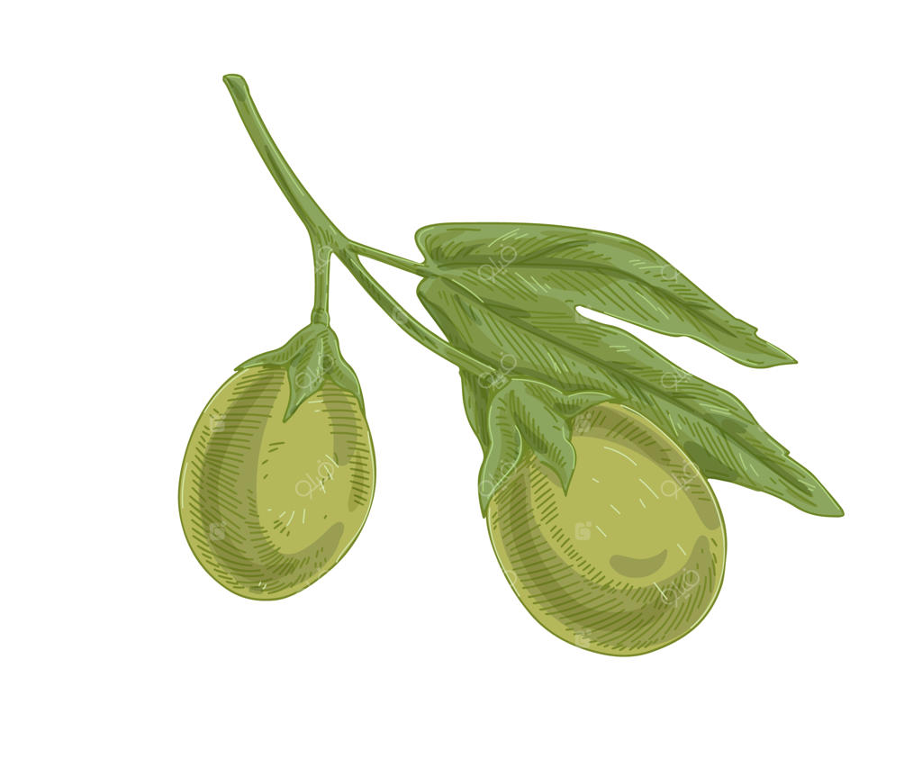 میوه‌های کال گل ساعتی بر روی شاخه درخت ماراکوجا. طراحی قدیمی گیاه‌شناسی از میوه‌های سبز گل‌ساعتی و برگ‌ها. تصویرسازی دستی و واقعی از گیاهان عجیب و غریب، جدا شده بر روی زمینه سفید.