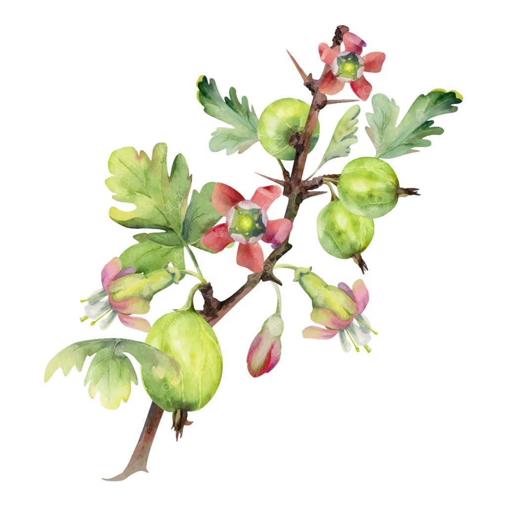 انگور فرنگی، برگ‌ها و غنچه‌های گل روی شاخه‌های خاردار، ژوئن‌بری رسیده، گالبری و انگور فرنگی سیاه. تصویر گیاه‌شناسی توسط آبرنگ کشیده شده. کتاب آشپزی برای مرباهای خانگی، تقویم فصلی کشاورزی.