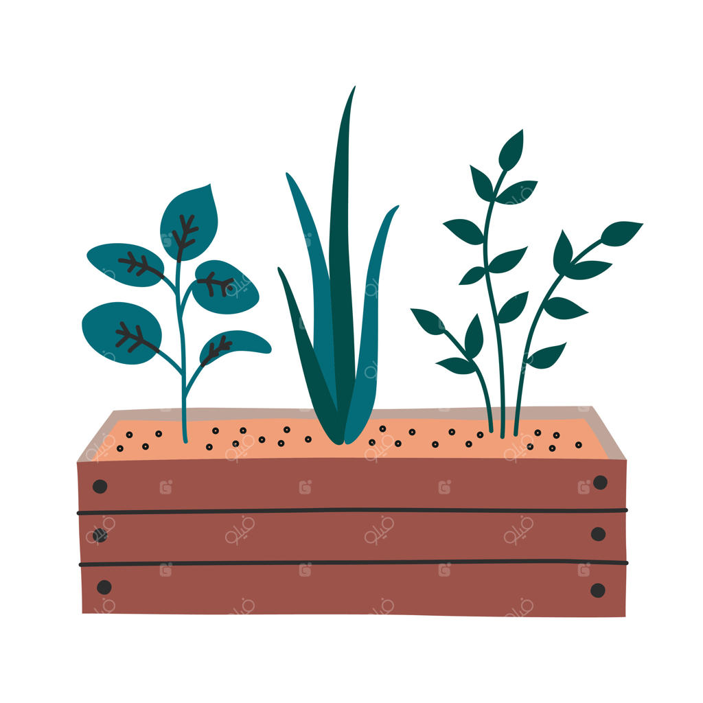تصویرسازی تخت از سه گیاه در حال رشد در جعبه چوبی پر از خاک: مفهومی از باغبانی، طبیعت، و زندگی پایدار. طراحی کارتونی ساده برای استفاده در طرح‌های مرتبط با باغ.