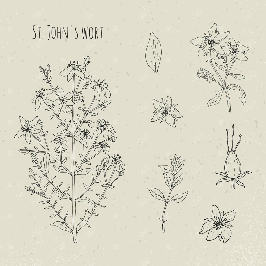 تصویر گیاه دارویی علف چای (گل راعی)