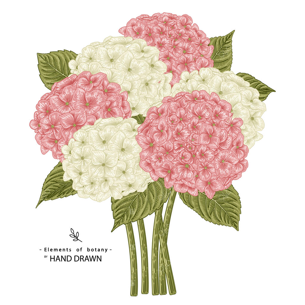 گل ادریسی صورتی و سفید در زمینه سفید