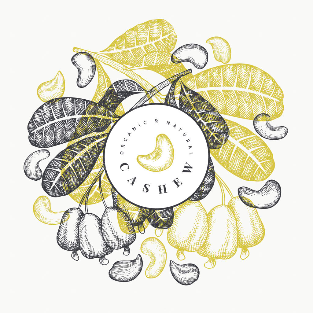 پترن طراحی دستی بادام هندی. تصویر مواد غذایی ارگانیک روی زمینه سفید. طرح قدیمی از بادام. پس‌زمینه گیاه‌شناسی با سبک حکاکی شده.