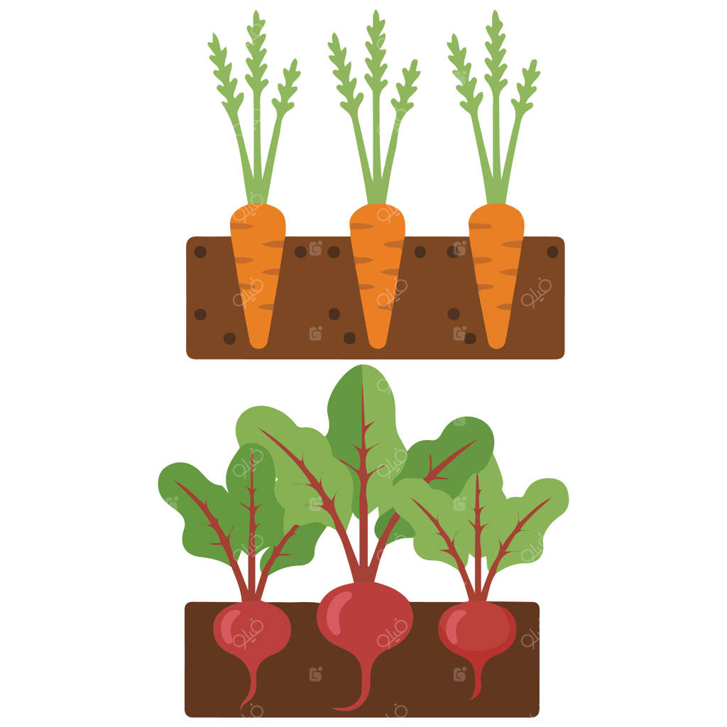 تصویر ایزوله باغچه سبزیجات روی زمینه سفید