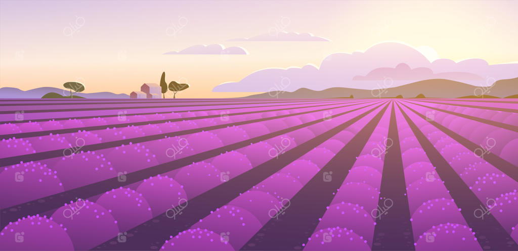 تصویرسازی منظره زیبا از مزرعه‌ی اسطوخودوس در طلوع آفتاب: آسمان، کوه‌ها، خانه‌های دنج، و مزرعه‌ی اسطوخودوس. مناسب برای بنر سفر، کارت، تبلیغات گردشگری، دعوت‌نامه عروسی، بروشور و فلایر.