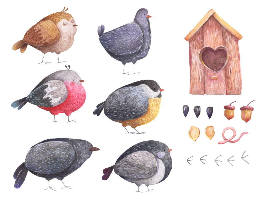 مجموعه آبرنگی پرندگان: سهره، کلاغ، گنجشک، کبوتر، دانه‌ها و لانه پرندگان بر روی زمینه سفید