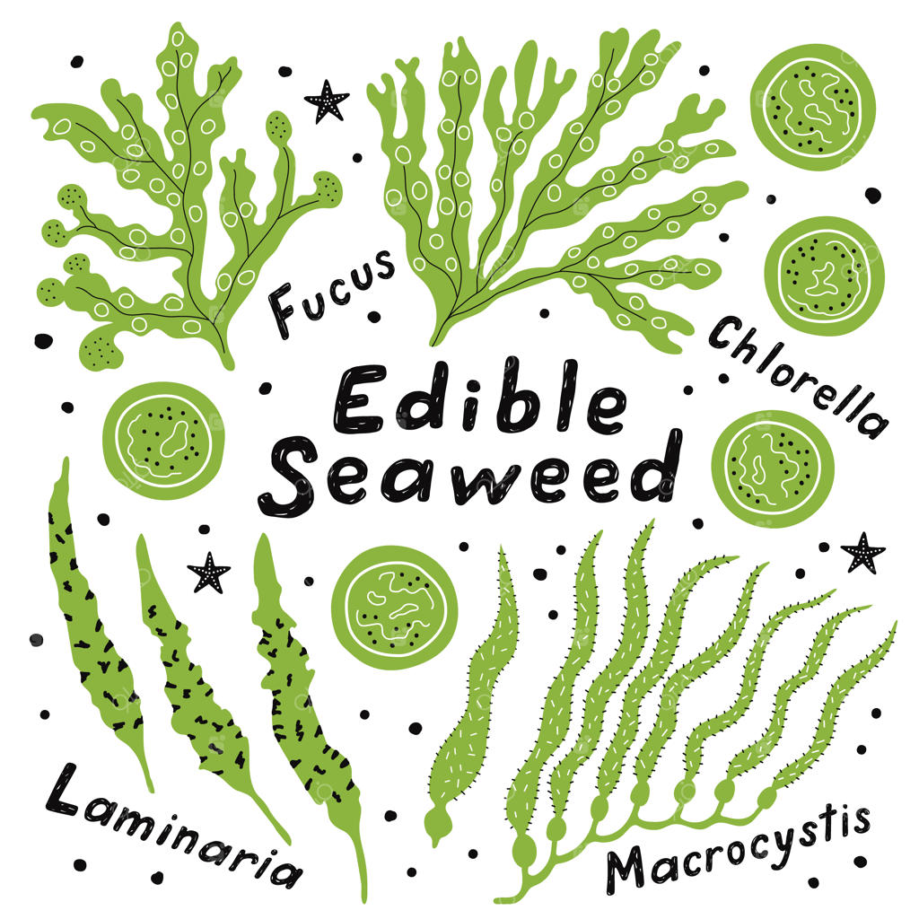 مجموعه‌ای از جلبک‌های دریایی خوراکی: لامیناریا، ماکروسیستیس، کلرلا و فوکوس.