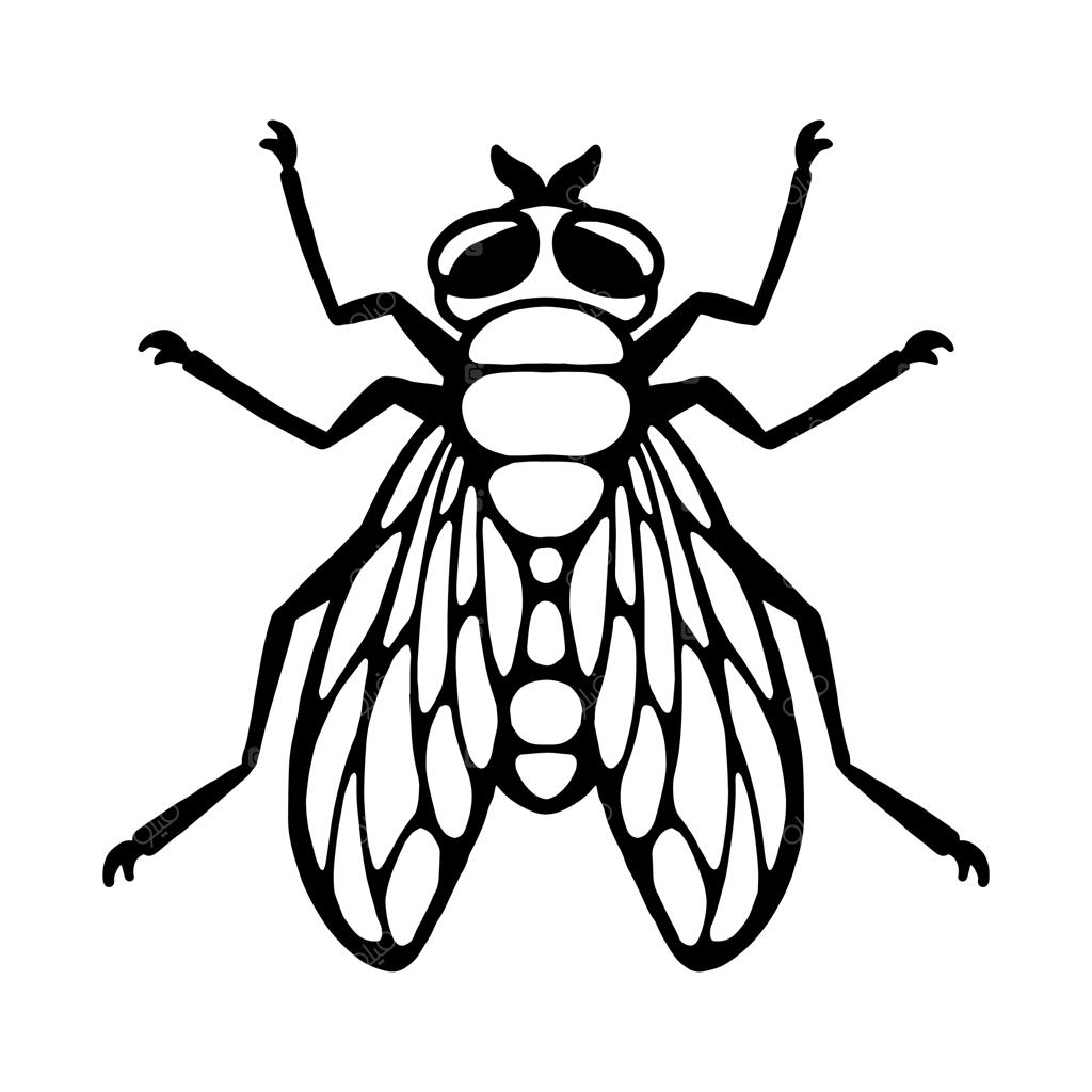 حشره پرنده: طرح کلی و عناصر طراحی.