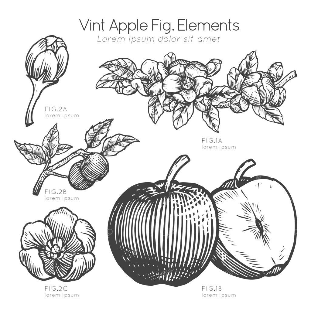 توصیف دستی از سیب و شکوفه‌های سیب