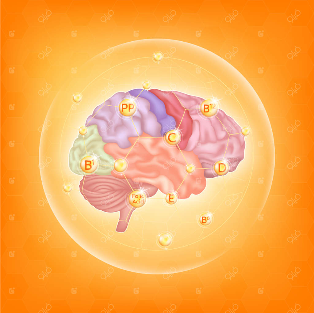 ویتامین‌های ضروری برای سلامت مغز: مواد مغذی اصلی برای ارگان‌های مهم بدن با نگاه مولکولی