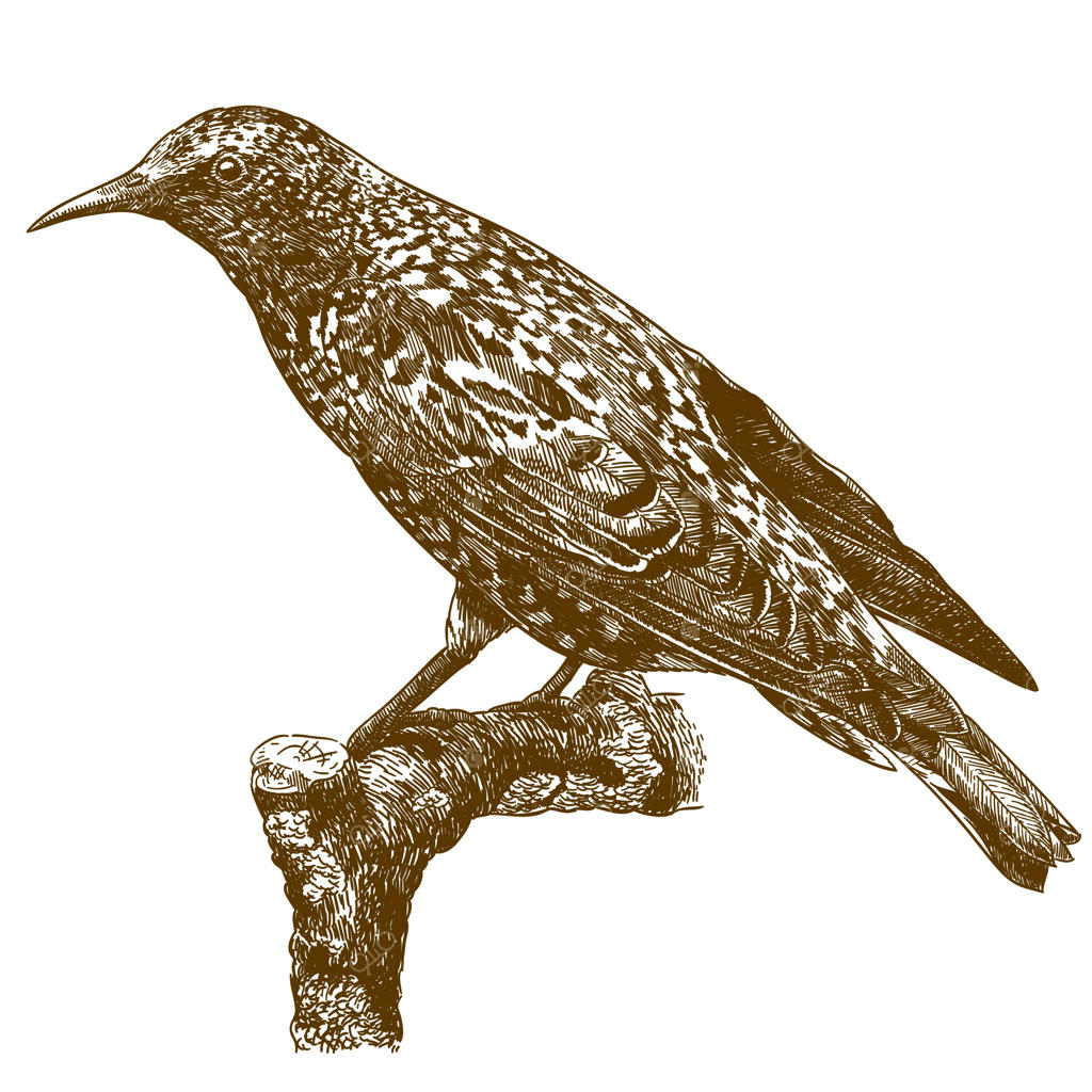 تصویر حکاکی سار معمولی