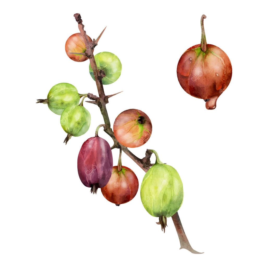 انگور فرنگی آویزان بر شاخه خاردار، توت رسیده باغچه، قره‌قات، کاسیس، جستابری. تصویرسازی گیاهی مجزا، آبرنگ با دست نقاشی شده. مرباهای خانگی، کتاب آشپزی، لوازم‌التحریر فروشگاه مواد غذایی