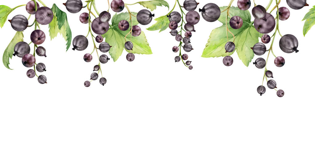 کشک انگور با برگ‌های سبز روی شاخه، نقاشی شده با آبرنگ، حبه‌انگور کاملاً رسیده، میوه‌های باغی مثل ژوستابری و کاسِل. بنر یکپارچه و زیبا برای منوی دست‌ساز و بازار کشاورزی