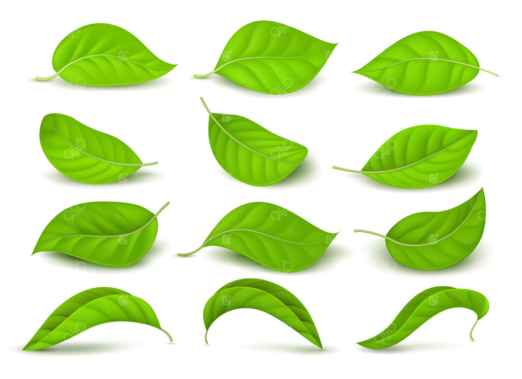 مجموعه وکتور برگ‌های چای سبز واقعی با قطرات آب، بر روی زمینه سفید
