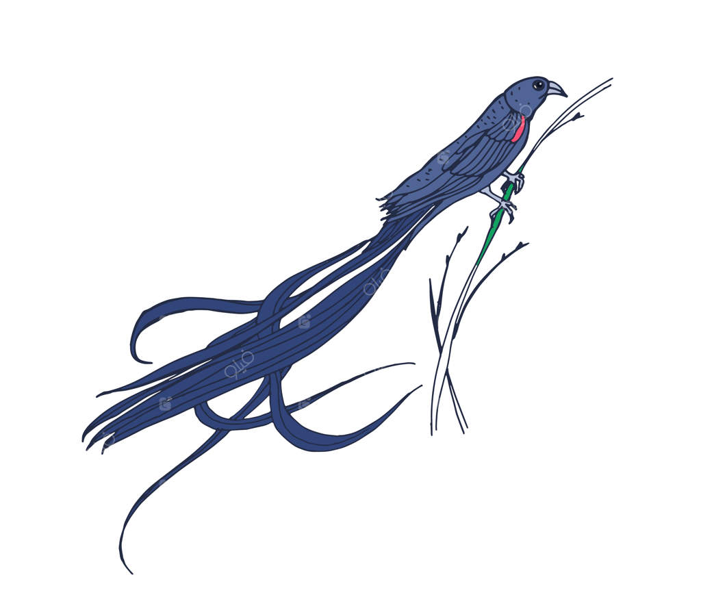 پرنده دم‌دراز بیوه. پرنده گرمسیری نشسته بر روی چمن. نقاشی واقعی از ساکابولای آفریقایی. حیوان پر دار جنوب. تصویرسازی دستی وکتور، بر روی زمینه سفید.