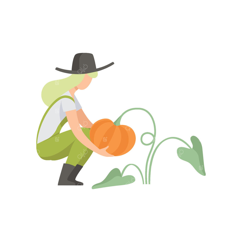 دخترک در حال چیدن کدو، کشاورز در حال برداشت، زن در حال کار در باغ - تصویرسازی