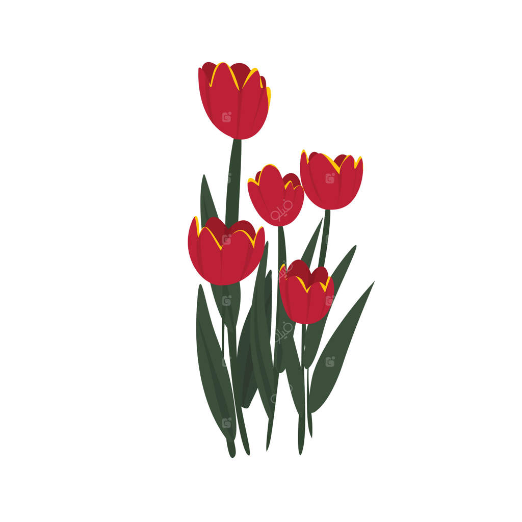 شکوفه‌ی لاله‌ی قرمز درخشان در اوج شکوفایی، جلوه‌ای زیبا در باغ بهاری