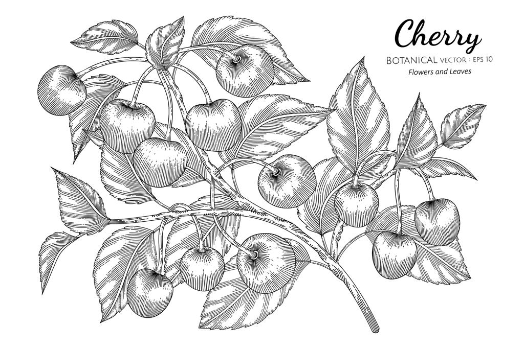 تصویر طراحی دستی از گیلاس با هنر خطی