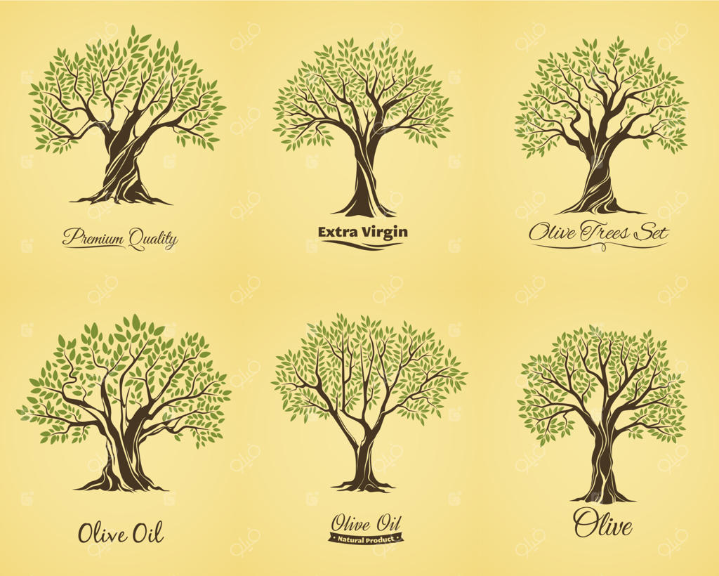 سایه‌های درخت زیتون با برگ‌ها و شاخه‌ها