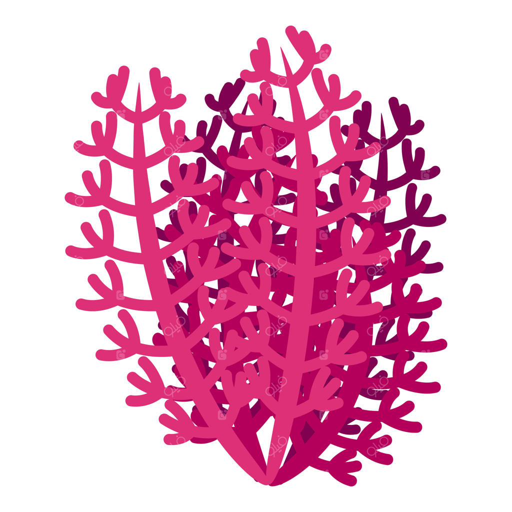 آیکون وکتور ایزومتریک جلبک دریایی صورتی