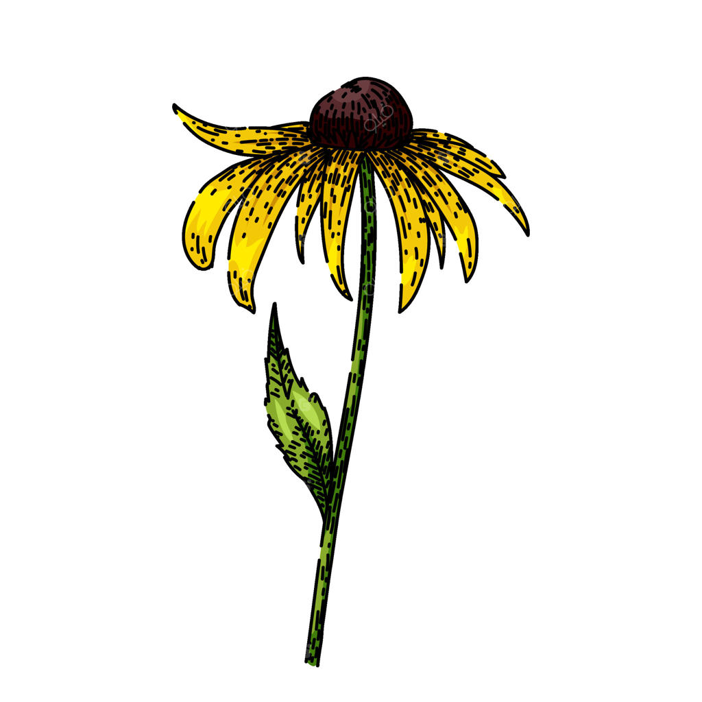 طرح دستی گل "چشم سیاه سوزان" در باغچه