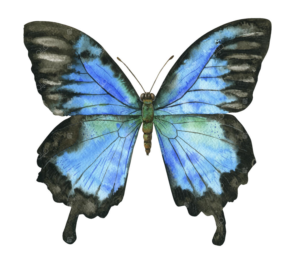تصویرسازی پروانه آبی تیره با آبرنگ