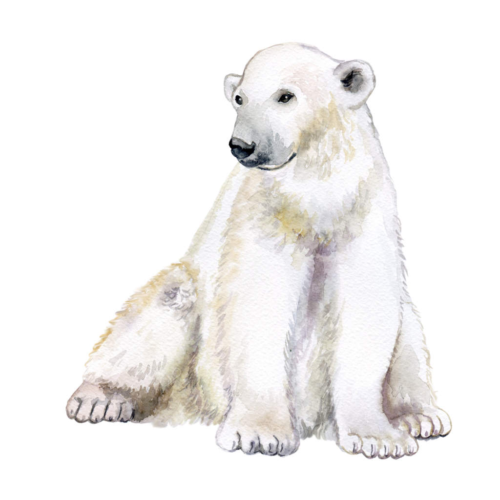 خرس قطبی در انزوا.. آبرنگ