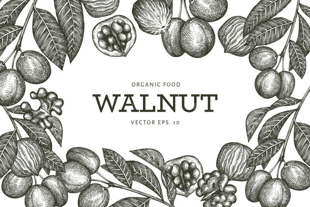 طرح دستی گردو. تصویرسازی مواد غذایی ارگانیک. تصویرسازی قدیمی گردو. پس‌زمینه گیاهی به سبک حکاکی.