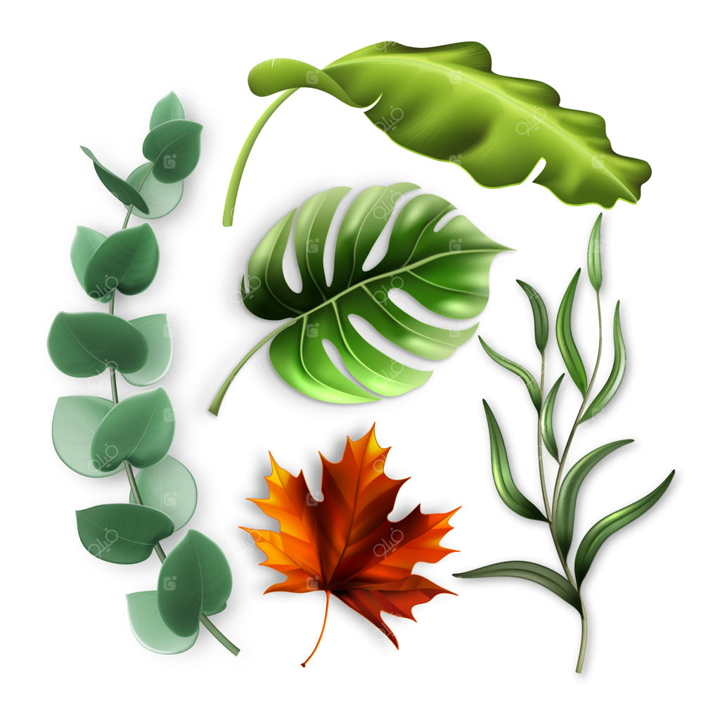 مجموعه برگ‌های درختان جنگلی و بوته‌های مناطق گرمسیری