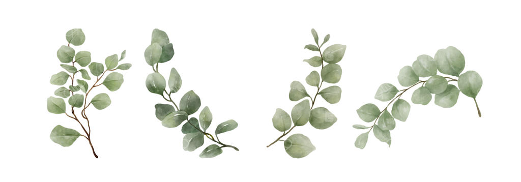 آبرنگ برگ سبز دست‌کشیده: مجموعه‌ای از برگ‌های سبز به سبک آبرنگ روی زمینه سفید. مجموعه‌ای از تصاویر زیبا و تزئینی برای طراحی.