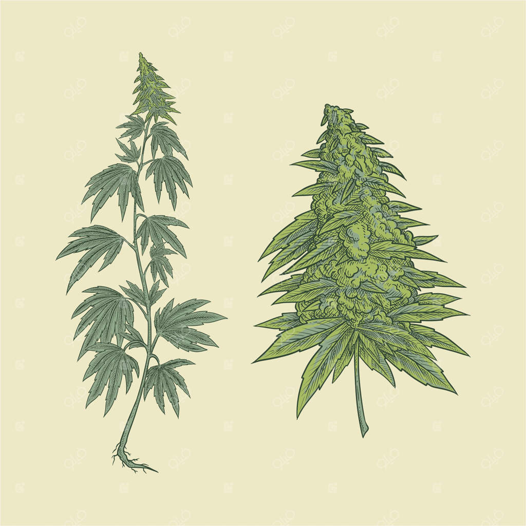 گیاه و گل شاهدانه