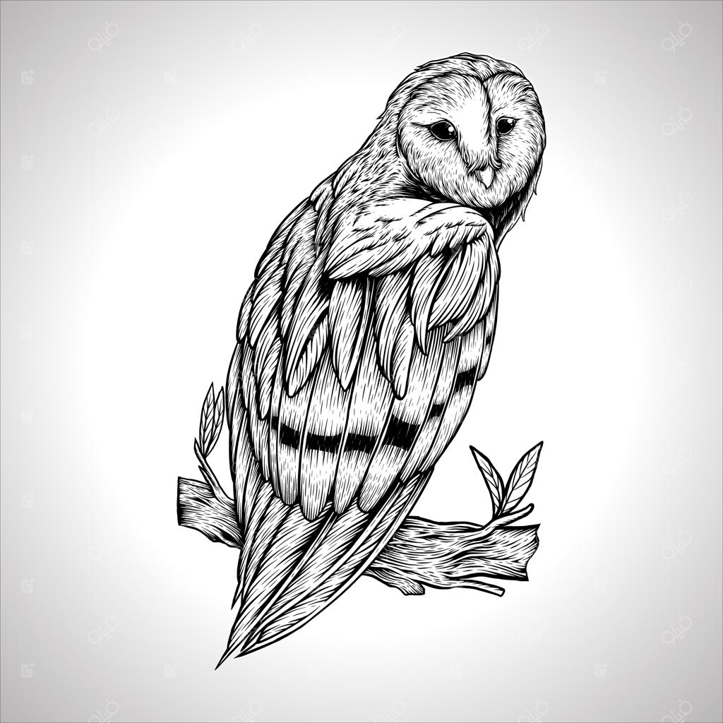 تصویر جغد کلاسیک به سبک حکاکی