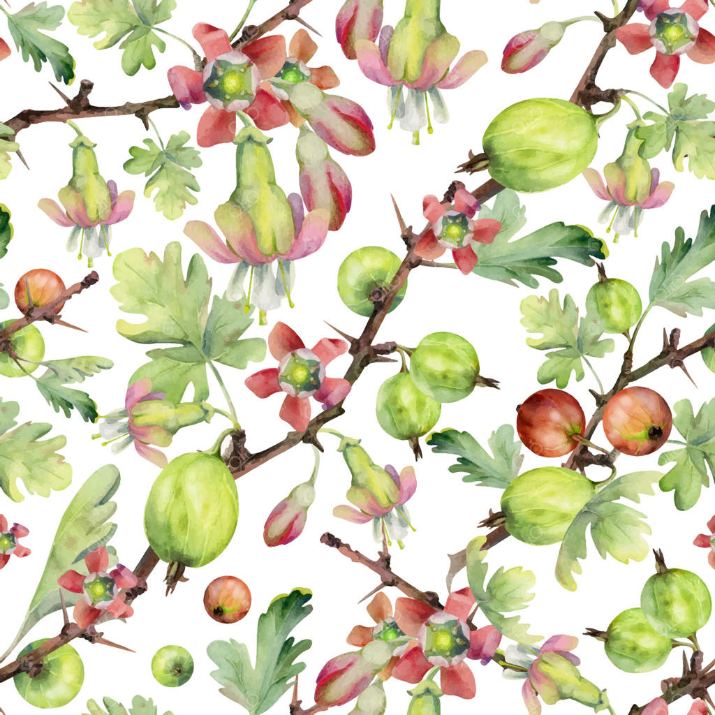 انگورفرنگی، برگ‌ها، غنچه‌ها و شاخه‌های تیغ‌دار، میوه‌های رسیده، ژوئن‌بری، خشکبار و انگور سیاه. پترن یکپارچه دستی با آبرنگ طراحی شده. برای کتاب‌ آشپزی، بسته‌بندی و کاغذ کادو مناسب است.