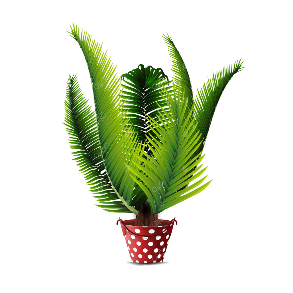 نخل در گلدان به‌طور مجزا شده